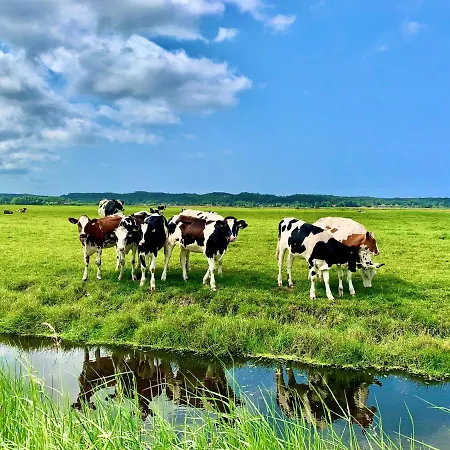 Dom wakacyjny Zomerwoning Sunshine Schoorl